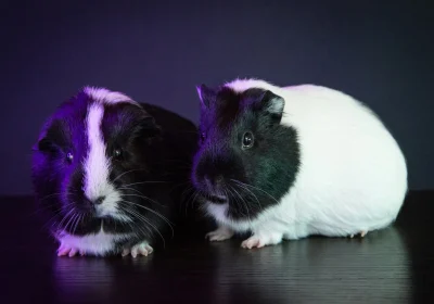 Are Guinea Pigs Color Blind? Exploring the Myth